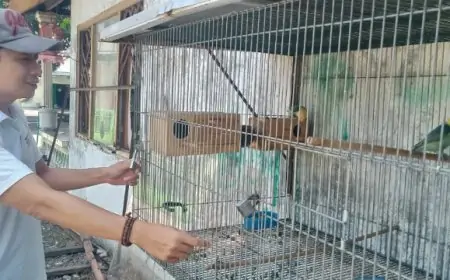 Mengenal Cara Budidaya Lovebird bagi Pemula, Dari Pemilihan Indukan Hingga Perawatan Anakan