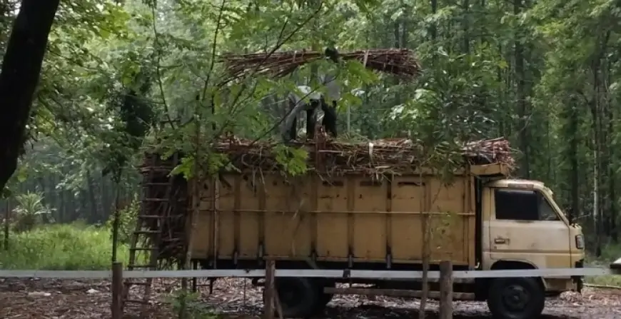 Tebu Perhutani Sumbang Produktivitas Tinggi 42 Ton Perhektar