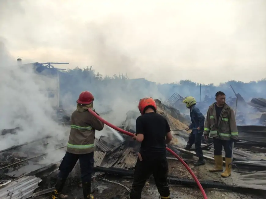 Kandang Ayam Terbakar, 40 Ribu Ekor Ayam Seharga  3,4 Miliar Terpanggang