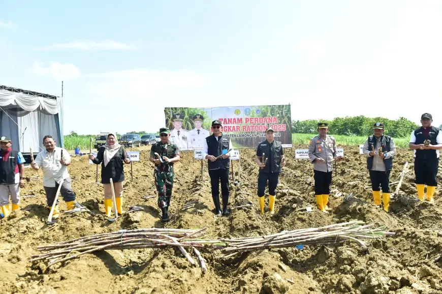 Lamongan Dorong Swasembada Gula Lewat Bongkar Ratoon