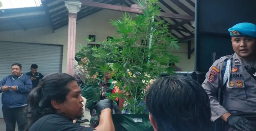 Polres Jombang Ungkap Ladang Ganja di Rumah Kontrakan, 2 Tersangka Ditangkap