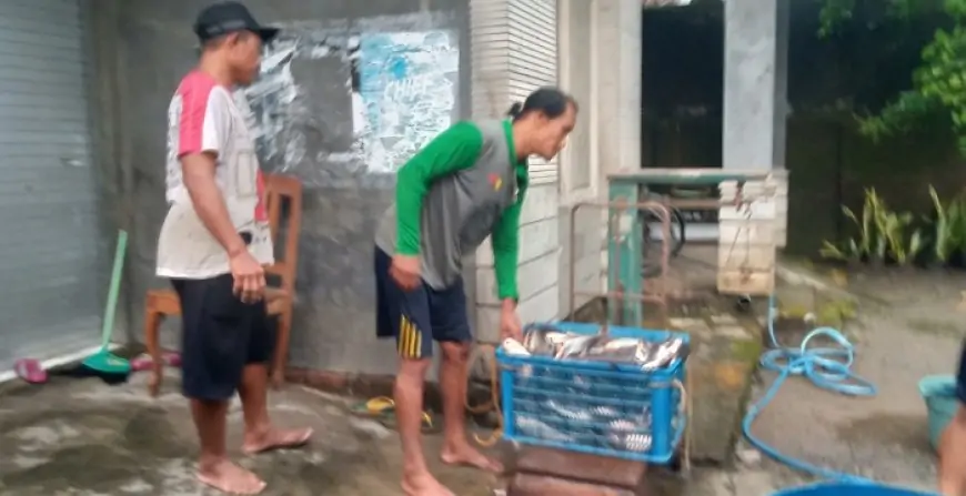 Harga Ikan Patin Tembus Rp25.000  Perkilogram