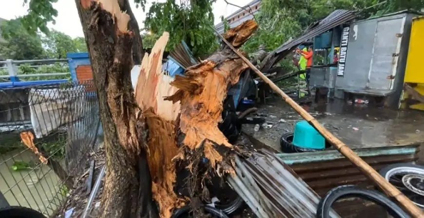 Gapura Paduraksa Pemkab Lamongan Lululantak, Tukang Tambal Ban Pun Tertimpa Pohon Raksasa