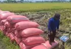 Awal Tahun 2026, Harga Gabah di Jombang Stabil di Rp 7.000–Rp 7.200 Perkilogram