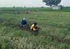 Panen Melimpah, Harga Anjlok: Kisah Pilu Petani Bawang Merah Jombang