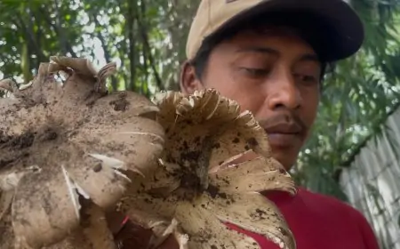 Musim Hujan Tiba, Warga Jombang Raup Omzet  Jutaan dengan Berburu Jamur Liar