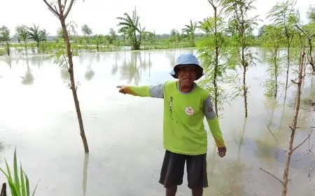 Petani di Sugihrejo Lamongan Merugi, Tiga Kali Tanam Tiga Kali Terendam Banjir