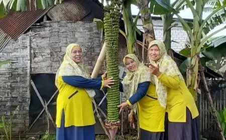 Buah Pisang Unik Bertandan 2 Meter Tumbuh di Lamongan