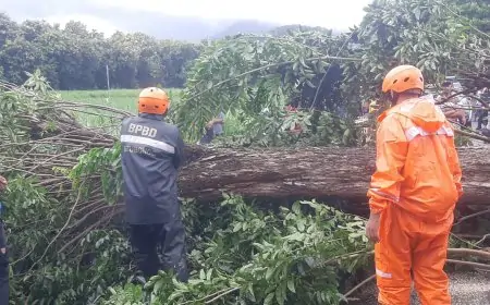 Hujan Lebat Disertai Angin Kencang, Pohon Tumbang di Tiga Titik Situbondo Sempat Lumpuhkan Jalur Pantura