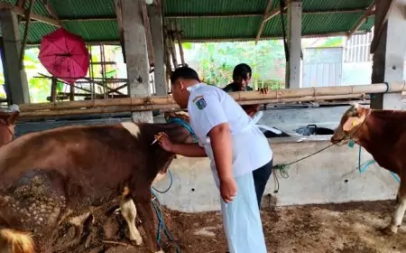 Disnak Jombang Waspadai Peningkatan Kasus PMK, 28 Ekor Sapi Terkonfirmasi Terjangkit