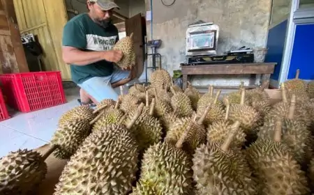 Panen Durian Wonosalam Turun 50 Persen, Harga Melonjak hingga Rp 80 Ribu Perkilogram