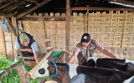 Antisipasi Penyebaran PMK! Disnak Jombang Gencarkan Vaksinasi 