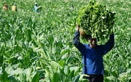 Anggaran Merosot Tajam, Kuota BLT Cukai Tembakau Tulungagung 2026 Dipangkas Drastis