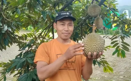 Sensasi Petik dan Makan Langsung Durian Musangking di Kebun Wonosalam Durian Farm