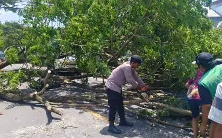 Angin Kencang Terjang Trenggalek, Pohon Tumbang di Delapan Titik Tewaskan Seorang Warga