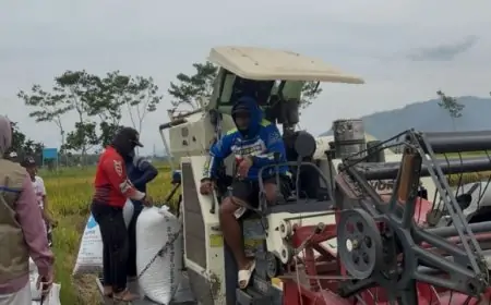 Jaga Stabilitas Harga, BULOG Tulungagung Mulai Agresif Serap Gabah Petani di Awal 2026