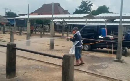 Disnak Jombang Proaktif Antisipasi PMK dengan Vaksinasi dan Penyemprotan Disinfektan