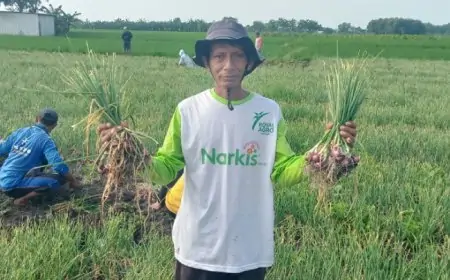Meski Harga Bawang Turun , Cuaca Ekstrem Jadi Tantangan