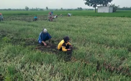 Panen Melimpah, Harga Anjlok: Kisah Pilu Petani Bawang Merah Jombang