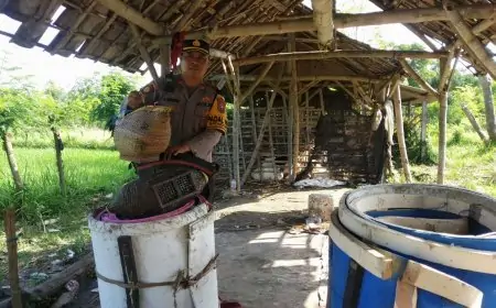 Polsek Brondong Lamongan, Gerebek Kalangan Judi Sabung Ayam, Pelaku Kocar-kacir