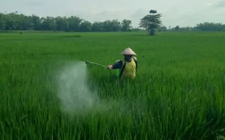 Waspada! Serangan Xanthomonas.sp Ancam Produksi Padi 