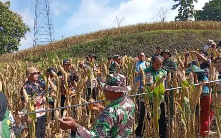 Dukung Ketahanan Pangan, Koramil Ngimbang Lamongan dan Petani Gelar Panen Raya Jagung