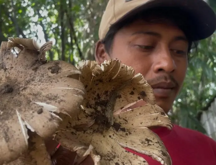Musim Hujan Tiba, Warga Jombang Raup Omzet  Jutaan dengan Berburu Jamur Liar
