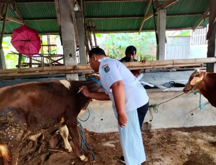 Disnak Jombang Waspadai Peningkatan Kasus PMK, 28 Ekor Sapi Terkonfirmasi Terjangkit