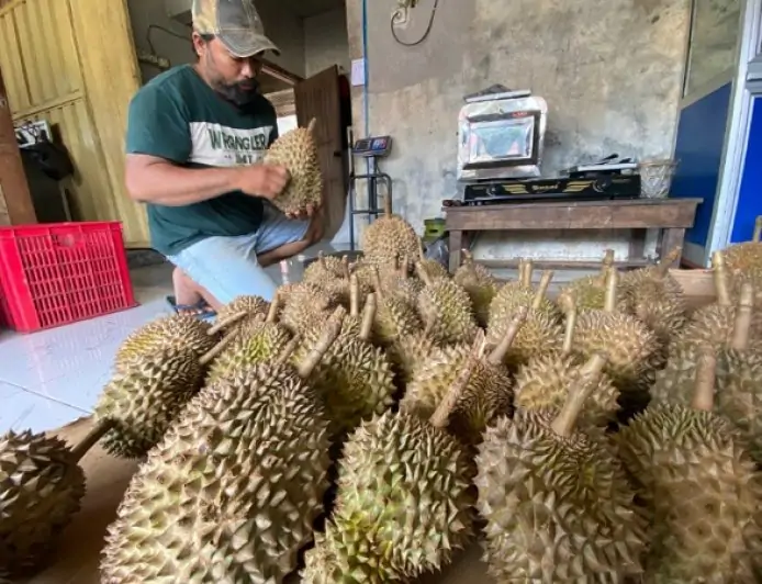 Panen Durian Wonosalam Turun 50 Persen, Harga Melonjak hingga Rp 80 Ribu Perkilogram