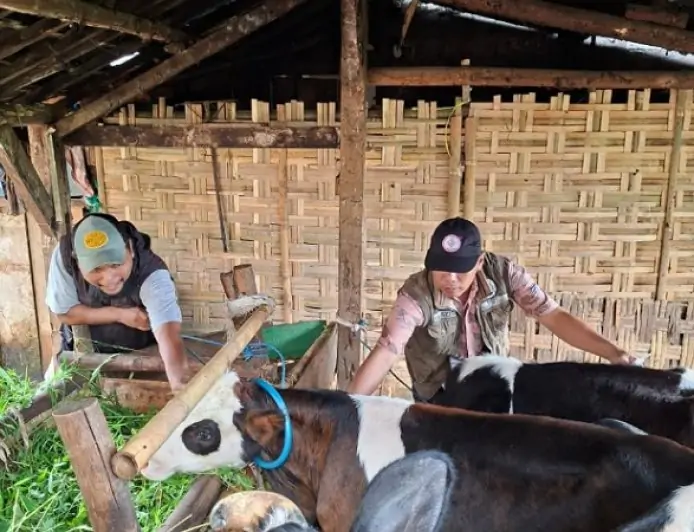 Antisipasi Penyebaran PMK! Disnak Jombang Gencarkan Vaksinasi 