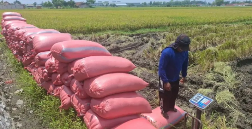 Awal Tahun 2026, Harga Gabah di Jombang Stabil di Rp 7.000–Rp 7.200 Perkilogram