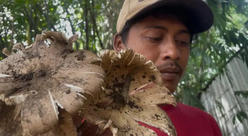 Musim Hujan Tiba, Warga Jombang Raup Omzet  Jutaan dengan Berburu Jamur Liar