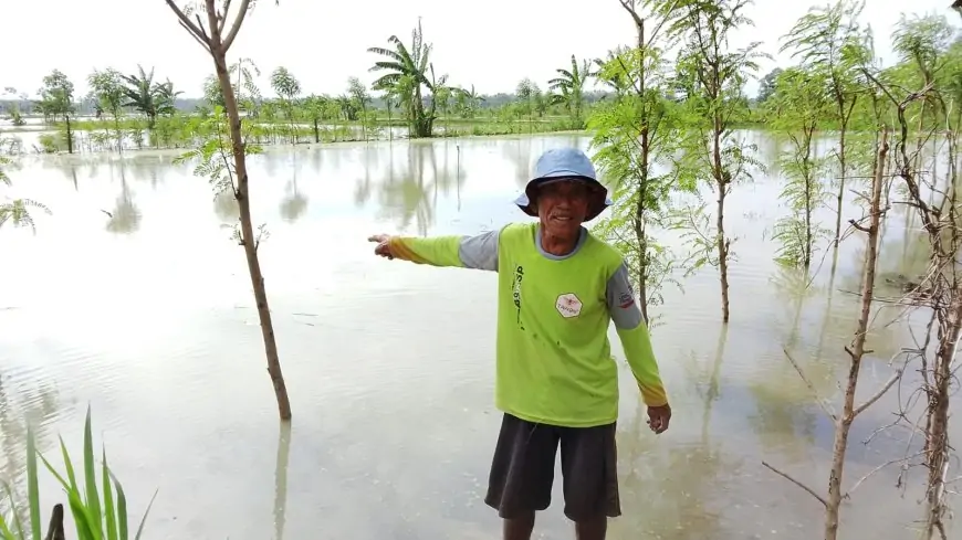 Petani di Sugihrejo Lamongan Merugi, Tiga Kali Tanam Tiga Kali Terendam Banjir