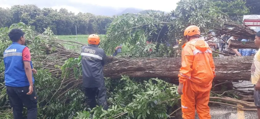 Hujan Lebat Disertai Angin Kencang, Pohon Tumbang di Tiga Titik Situbondo Sempat Lumpuhkan Jalur Pantura