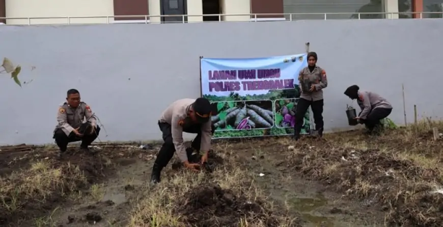 Lahan Tidur Disulap Jadi Lumbung Pangan, Polres Trenggalek Pelopori Budi Daya Uwi Ungu