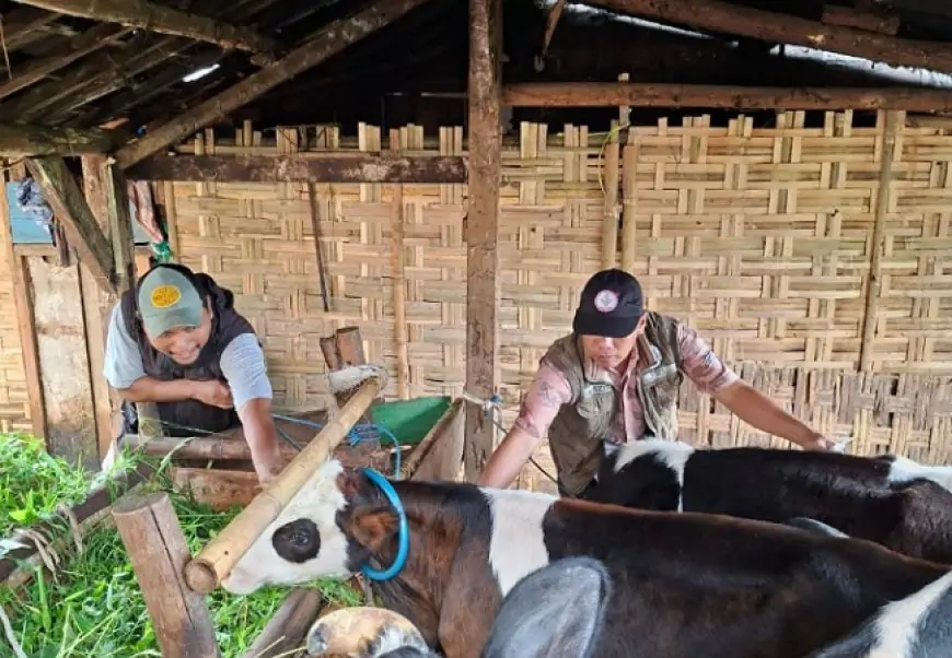 Antisipasi Penyebaran PMK! Disnak Jombang Gencarkan Vaksinasi 