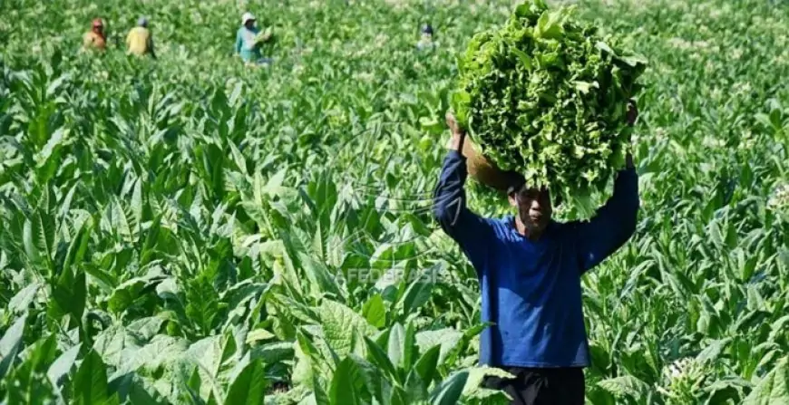 Anggaran Merosot Tajam, Kuota BLT Cukai Tembakau Tulungagung 2026 Dipangkas Drastis