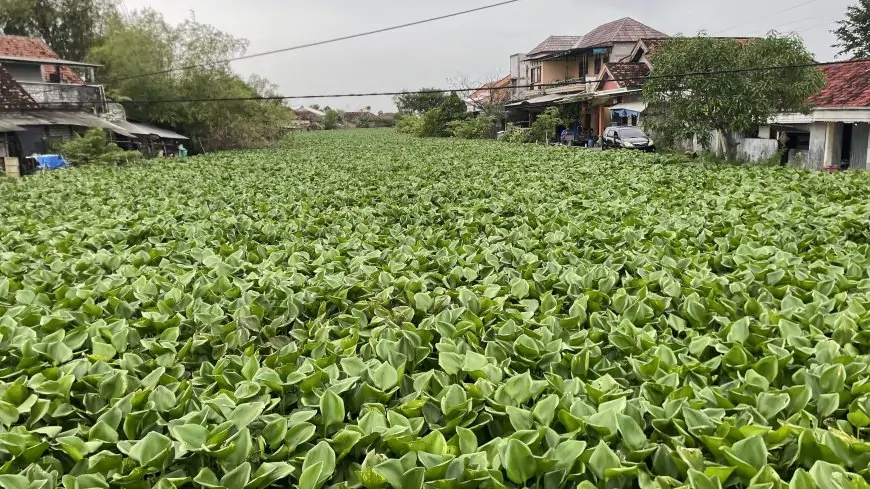 Pemkab Lamongan Basmi Eceng Gondok yang Menghambat Aliran Sungai Bengawan Jero Sepanjang 32 KM