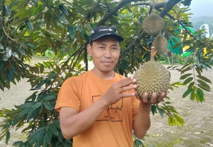 Sensasi Petik dan Makan Langsung Durian Musangking di Kebun Wonosalam Durian Farm