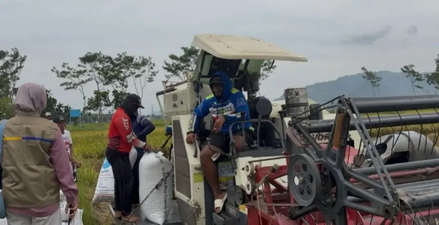 Jaga Stabilitas Harga, BULOG Tulungagung Mulai Agresif Serap Gabah Petani di Awal 2026