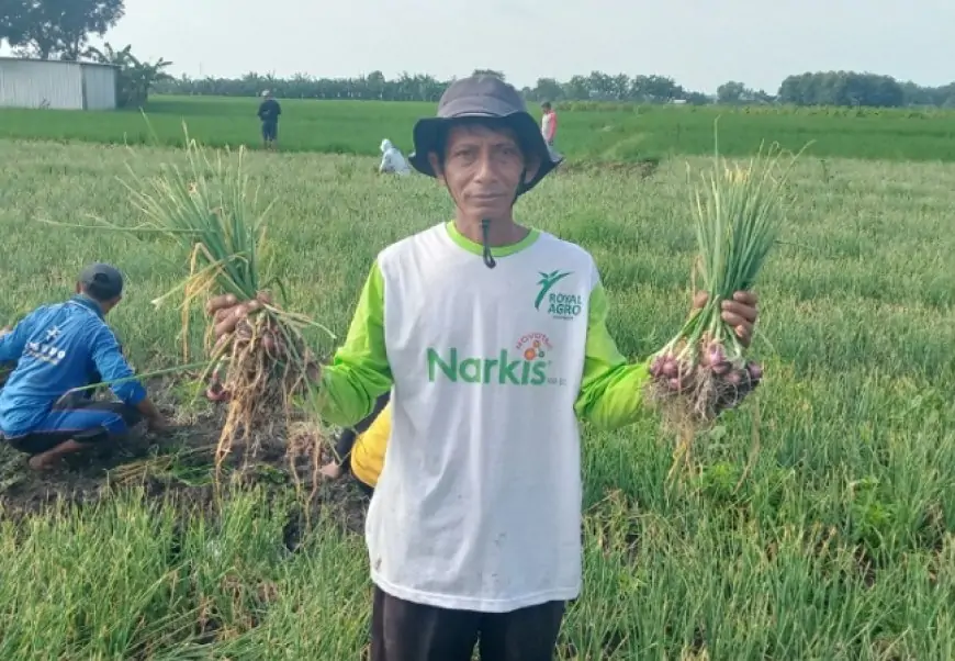 Meski Harga Bawang Turun , Cuaca Ekstrem Jadi Tantangan