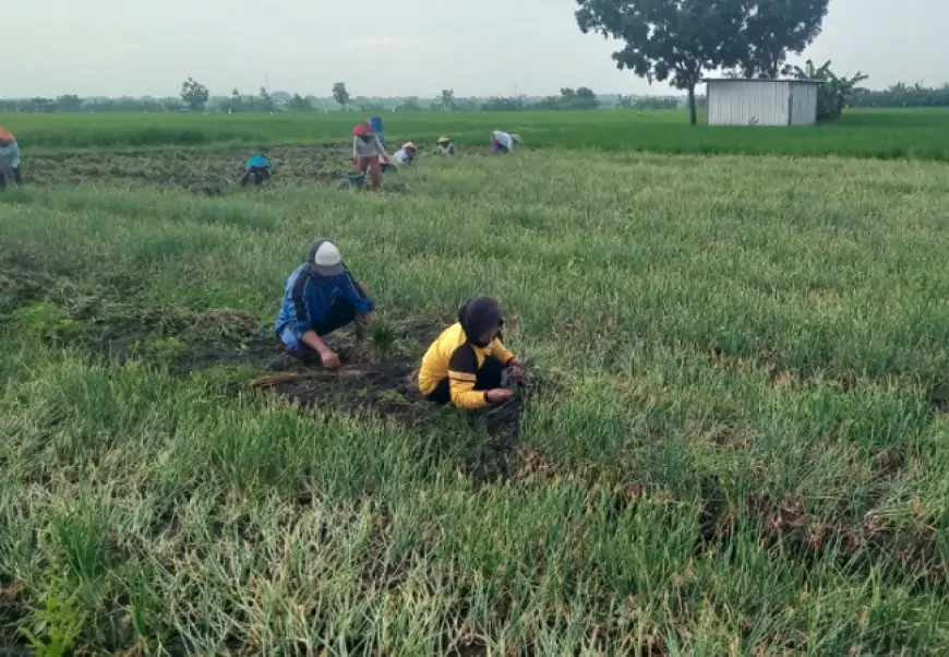 Panen Melimpah, Harga Anjlok: Kisah Pilu Petani Bawang Merah Jombang