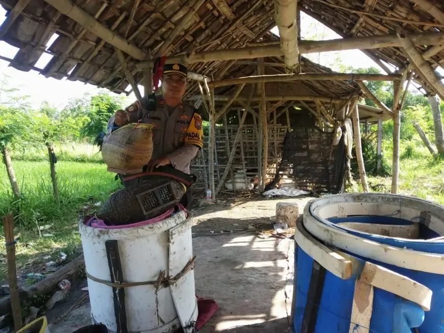 Polsek Brondong Lamongan, Gerebek Kalangan Judi Sabung Ayam, Pelaku Kocar-kacir