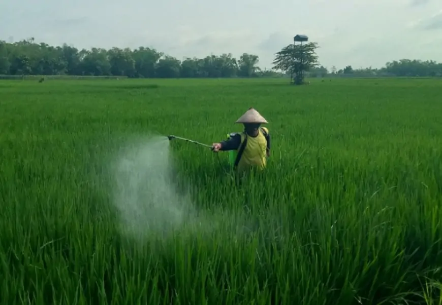 Waspada! Serangan Xanthomonas.sp Ancam Produksi Padi 