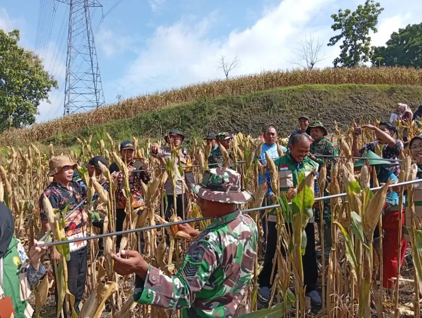 Dukung Ketahanan Pangan, Koramil Ngimbang Lamongan dan Petani Gelar Panen Raya Jagung