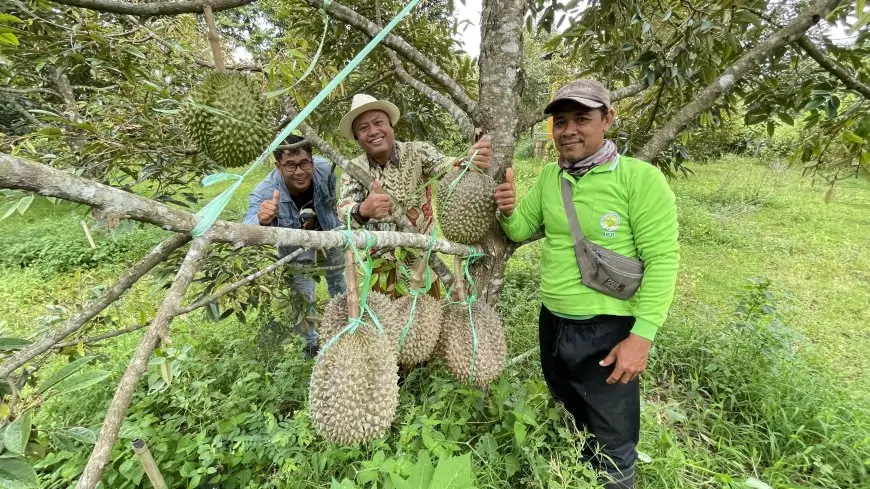 Nikmatnya Es Batil Durian Black Thorn di Kebun Perkasa Farm Lamongan