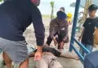 Kronologi 6 Wisatawan Tergulung Ombak Pantai Sine, Satu Pemuda Asal Malang Dalam Pencarian