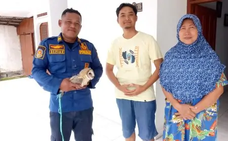 Berawal dari Aduan Suara Horor, Damkar Lamongan Berhasil Evakuasi Burung Hantu dari Plafon Rumah