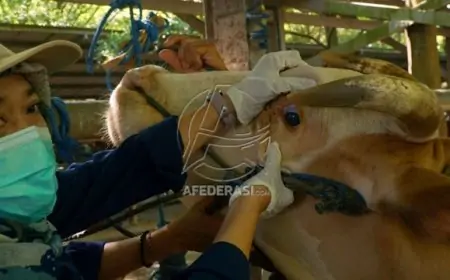 PMK Merebak, Harga Ternak di Tulungagung Tetap Stabil