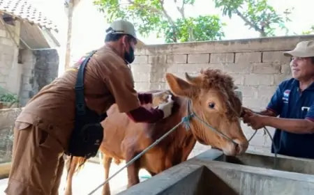 Waspada PMK Kembali Merebak, 213 Ribu Ternak di Tulungagung Disuntik Vaksin Booster